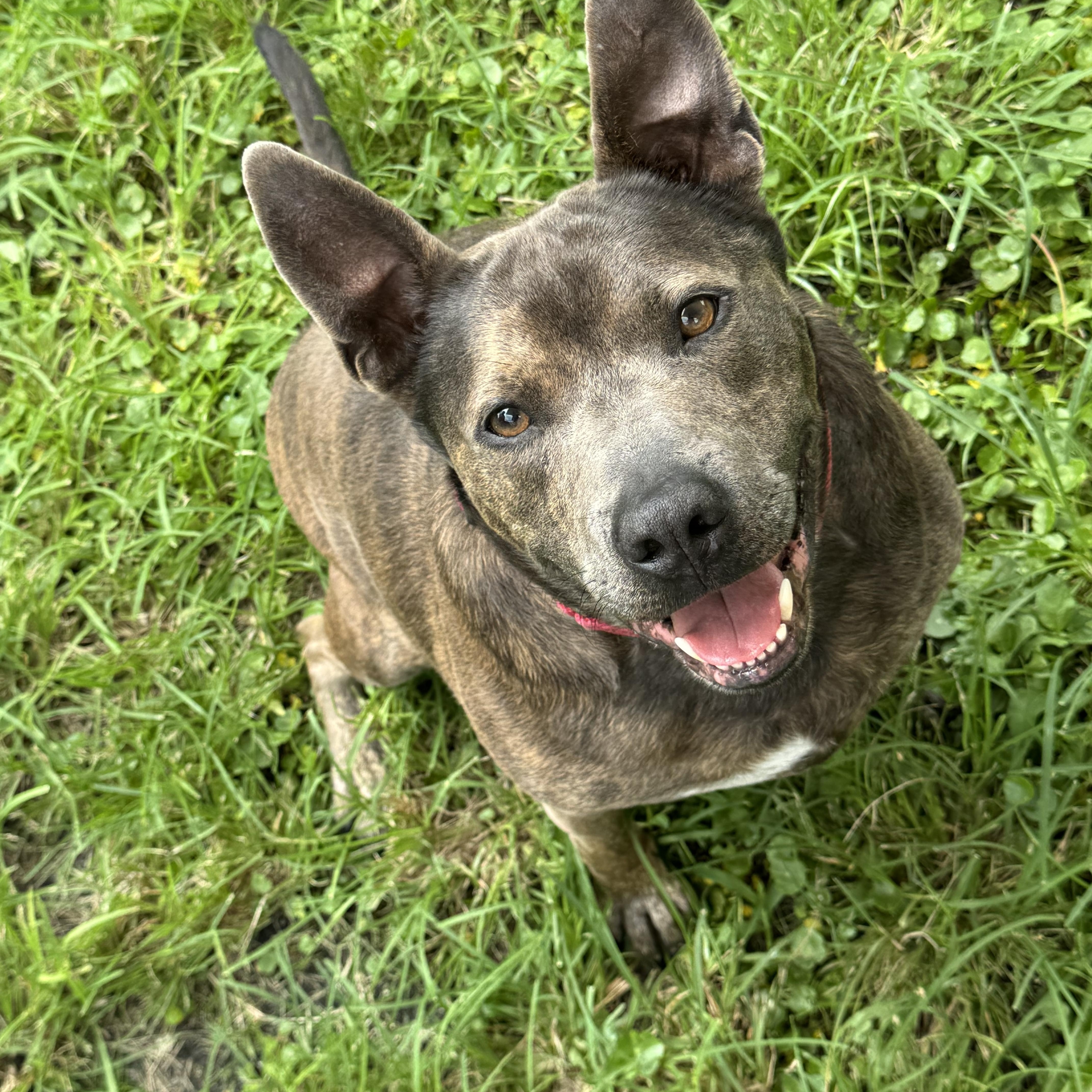 Booker 2421, Adoptable, Adult Male Pit Bull Terrier.