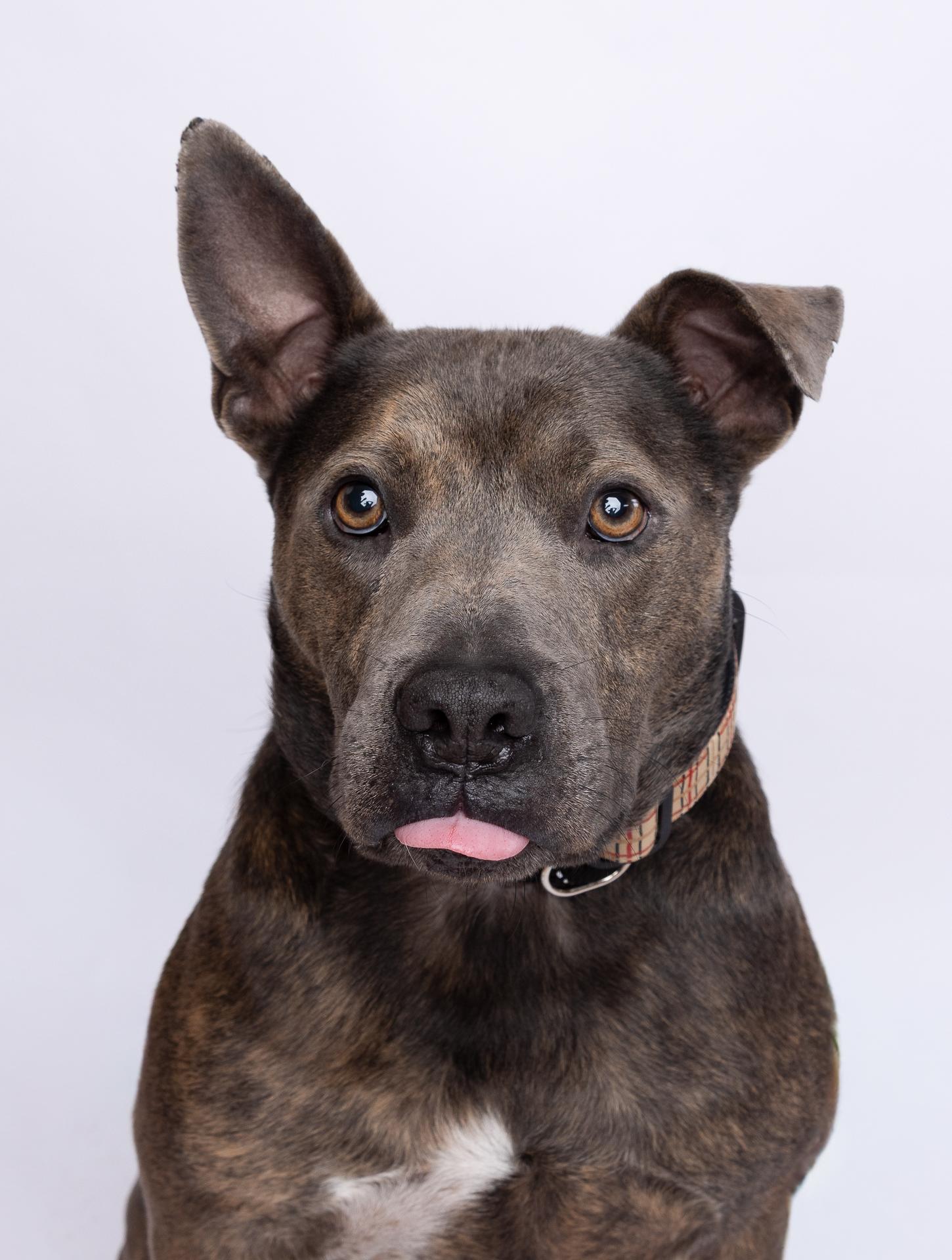 Booker 2421, a Adoptable mixed breed in Boca Raton, FL image 6/6