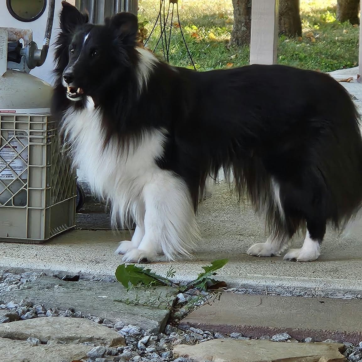 Enlarge Claire, a Adoptable Shetland Sheepdog / Sheltie in New Albany, IN image 3/6
