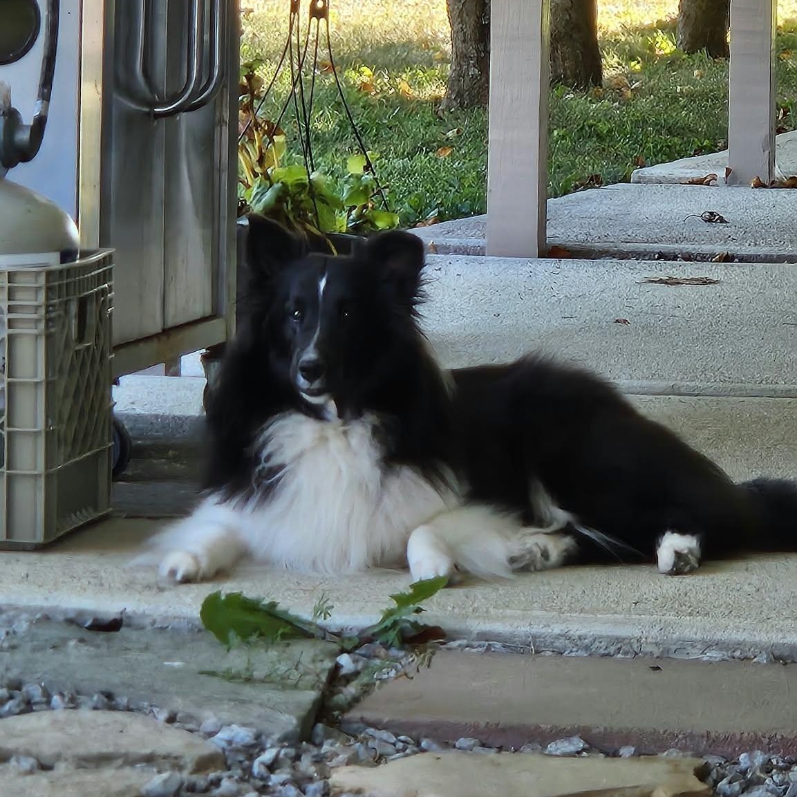 Enlarge Claire, a Adoptable Shetland Sheepdog / Sheltie in New Albany, IN image 4/6