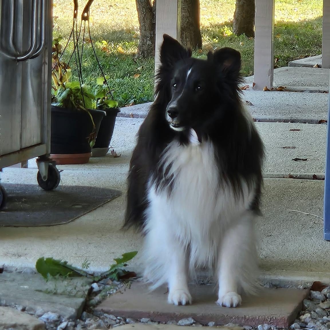 Claire, Adoptable, Adult Female Shetland Sheepdog / Sheltie.