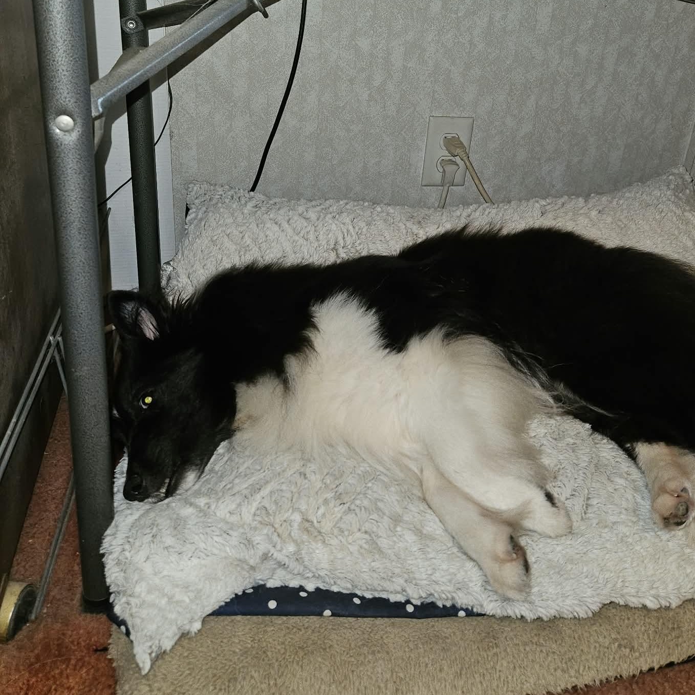 Enlarge Claire, a Adoptable Shetland Sheepdog / Sheltie in New Albany, IN image 6/6