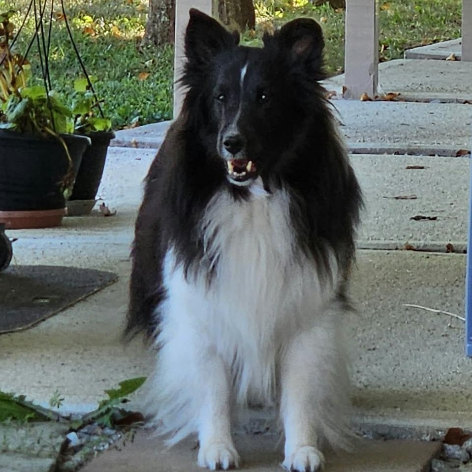 Enlarge Claire, a Adoptable Shetland Sheepdog / Sheltie in New Albany, IN image 2/6