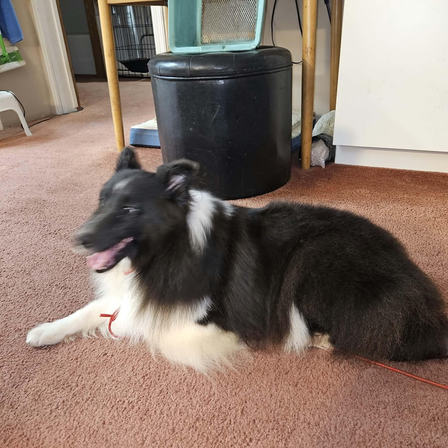 Enlarge Claire, a Adoptable Shetland Sheepdog / Sheltie in New Albany, IN image 5/6