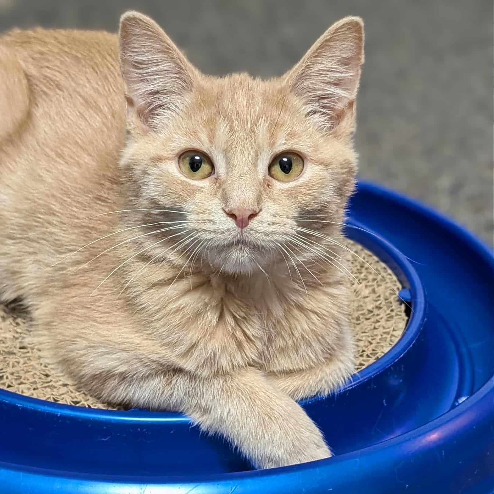 Cheerio, a Adoptable Tabby in Knox, PA image 1/5