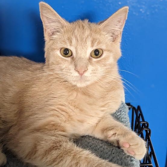 Cheerio, a Adoptable Tabby in Knox, PA image 2/4