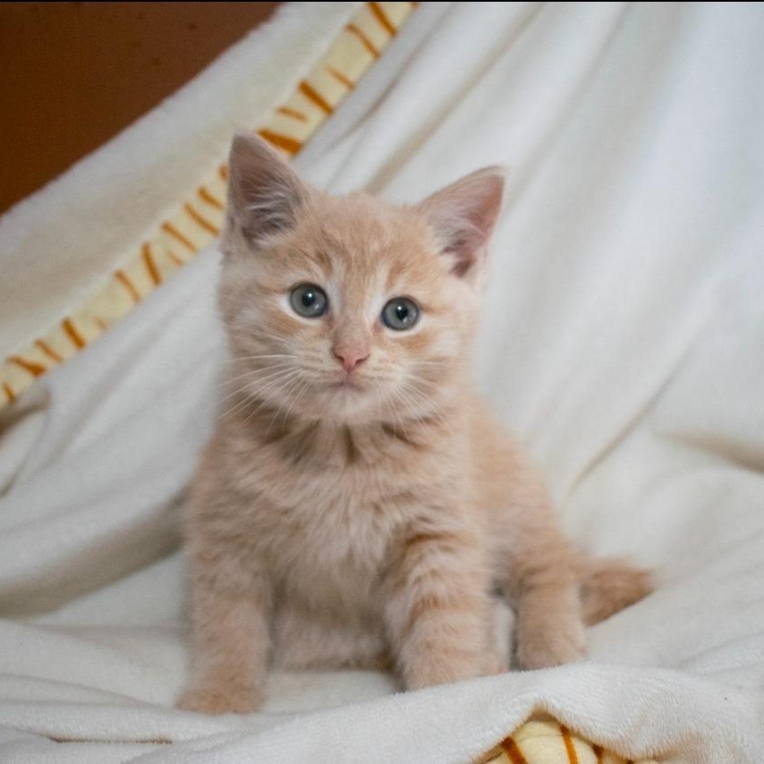 Cheerio, a Adoptable Tabby in Knox, PA image 3/4