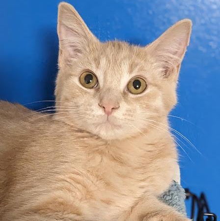 Cheerio, a Adoptable Tabby in Knox, PA image 1/4