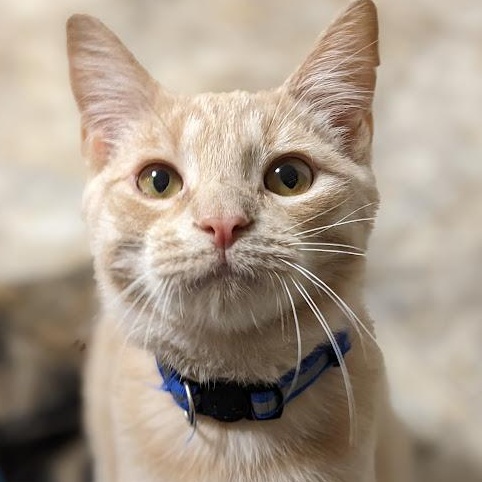 Enlarge Cheerio, a Adoptable Tabby in Shippenville, PA image 1/5