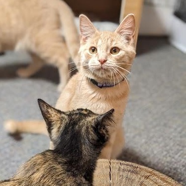 Cheerio, a Adoptable Tabby in Knox, PA image 3/5