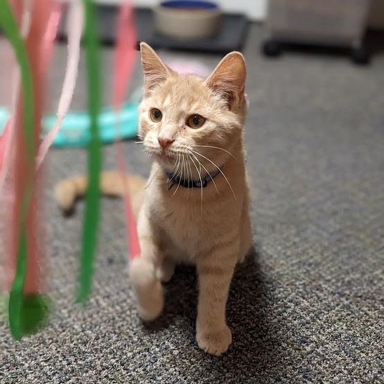 Cheerio, a Adoptable Tabby in Knox, PA image 5/5