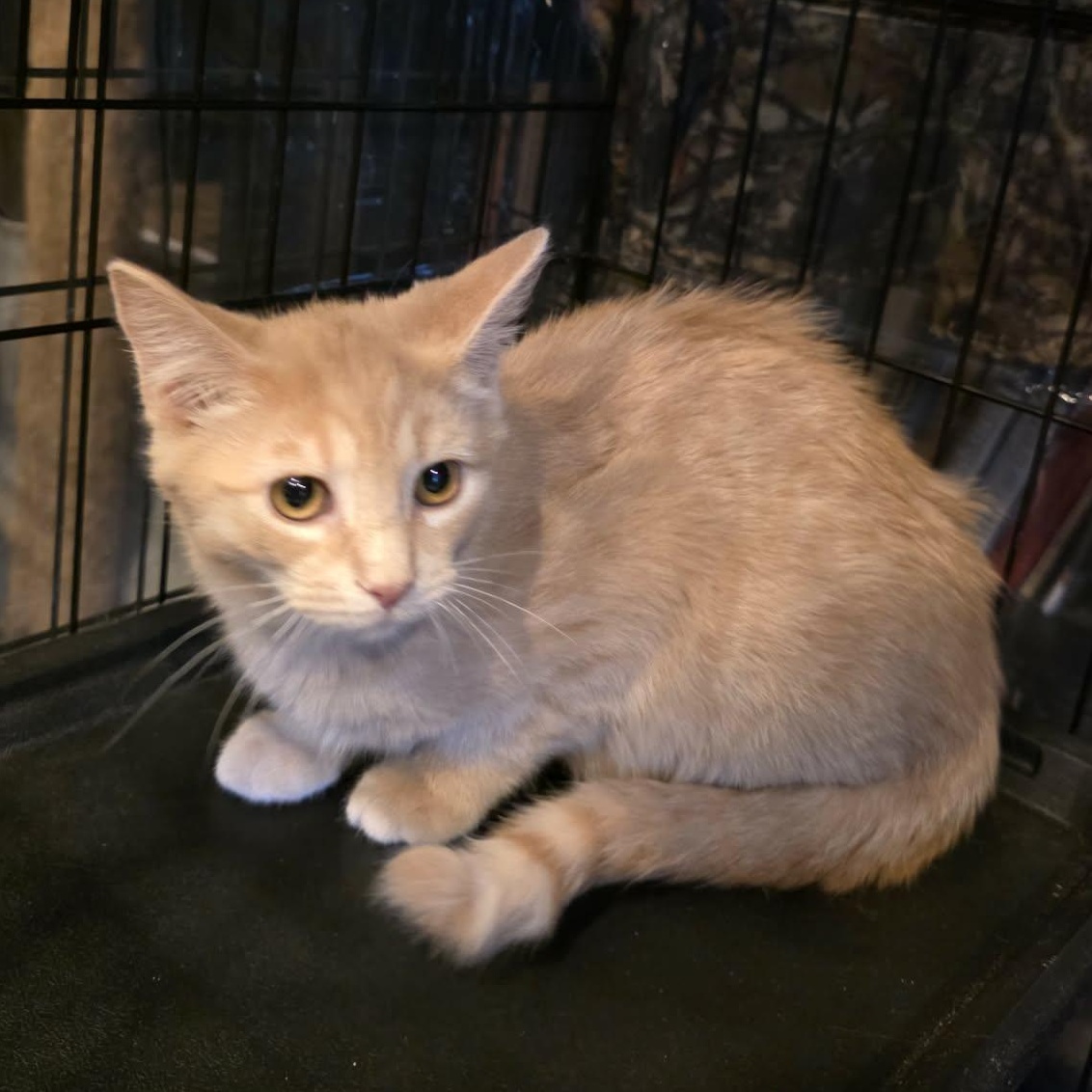 Cheerio, a Adoptable Tabby in Knox, PA image 4/4