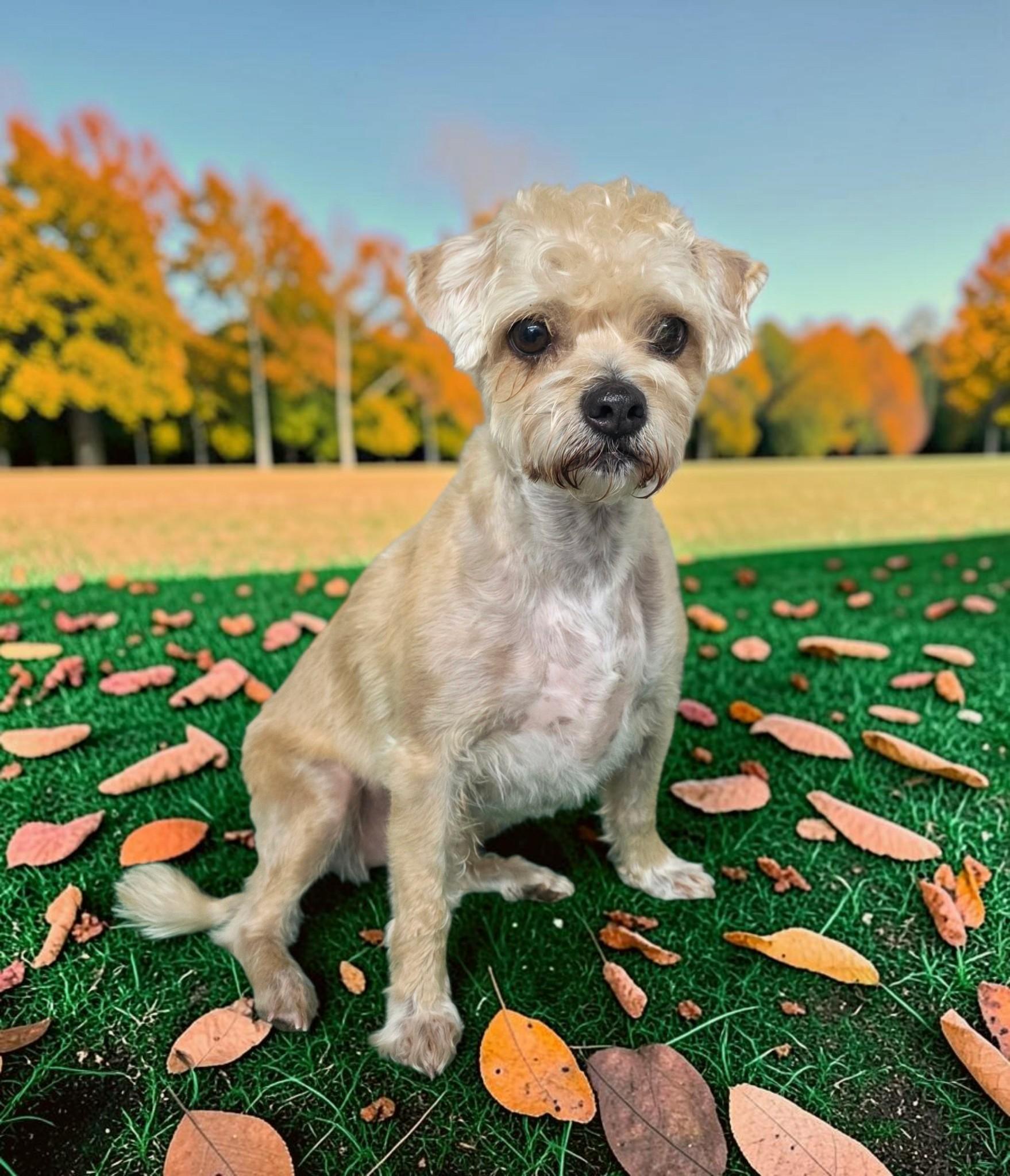 Gus, Adoptable, Adult Male Shorkie.