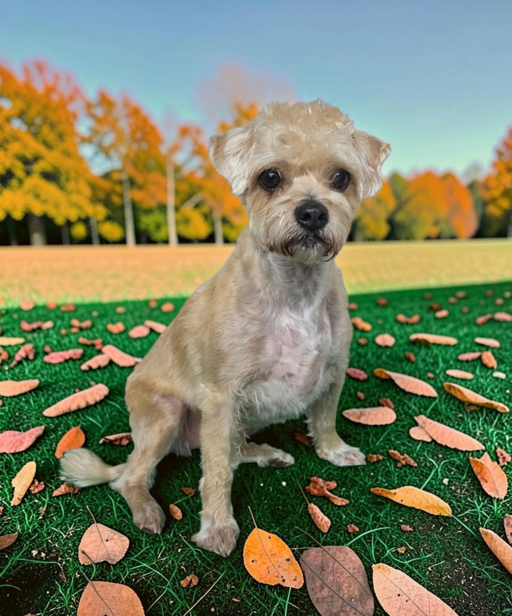 Enlarge Gus, a Adoptable Shorkie in Dallas, GA image 3/3