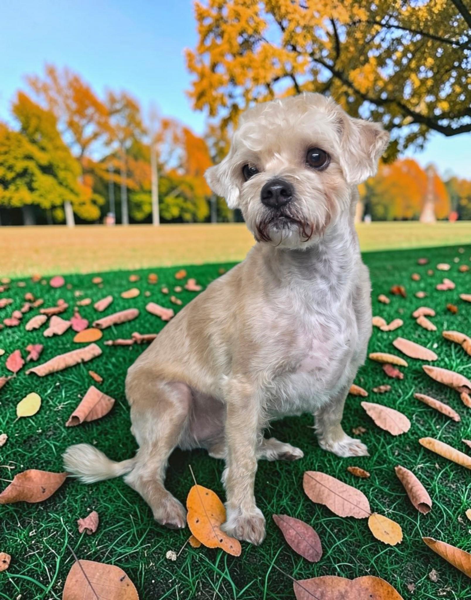 Enlarge Gus, a Adoptable Shorkie in Dallas, GA image 2/3