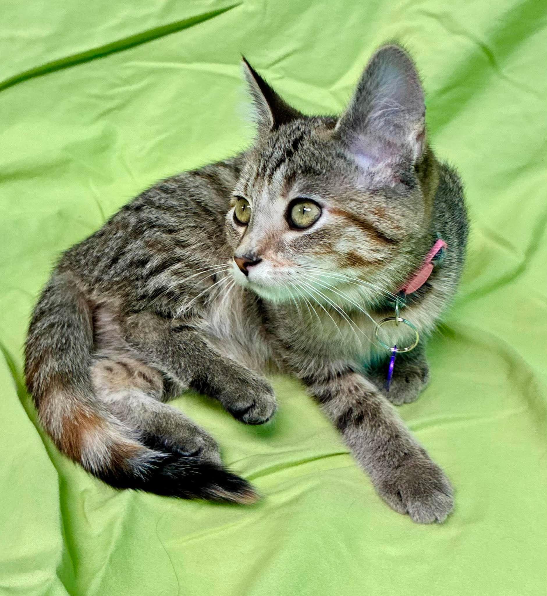 Enlarge Okra, a Adoptable Domestic Short Hair in Alexandria, MN image 3/3