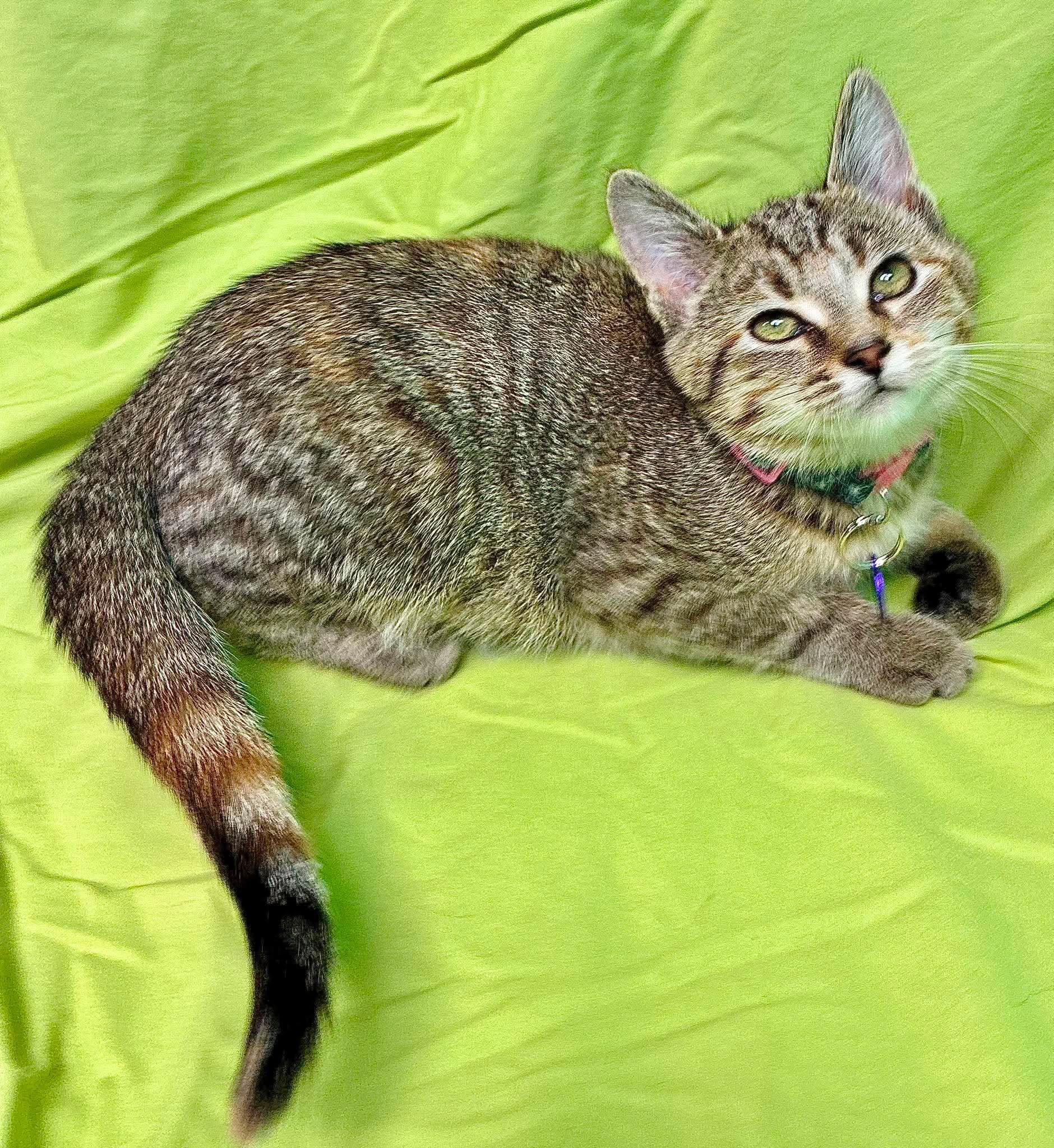 Okra, Adoptable, Kitten Female Domestic Short Hair.