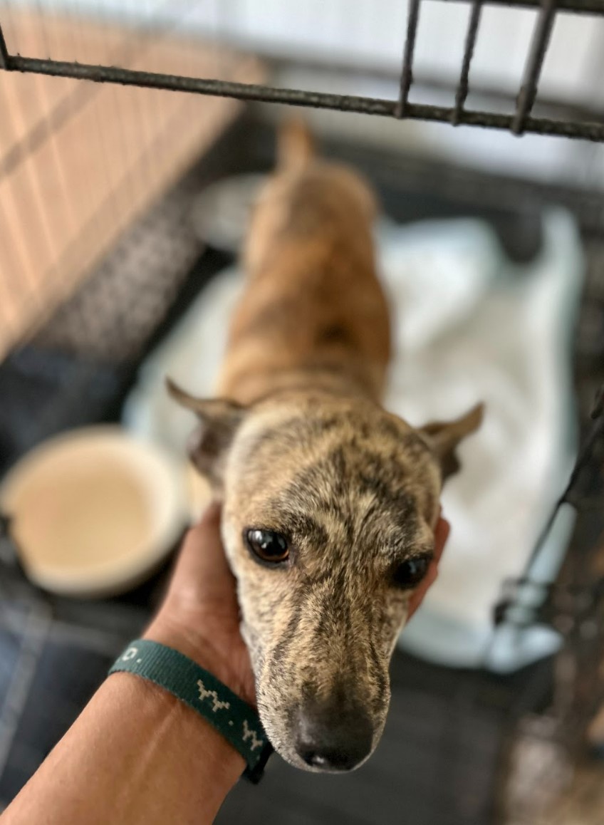 Tony, Adoptable, Young Male Chihuahua & Australian Cattle Dog / Blue Heeler.