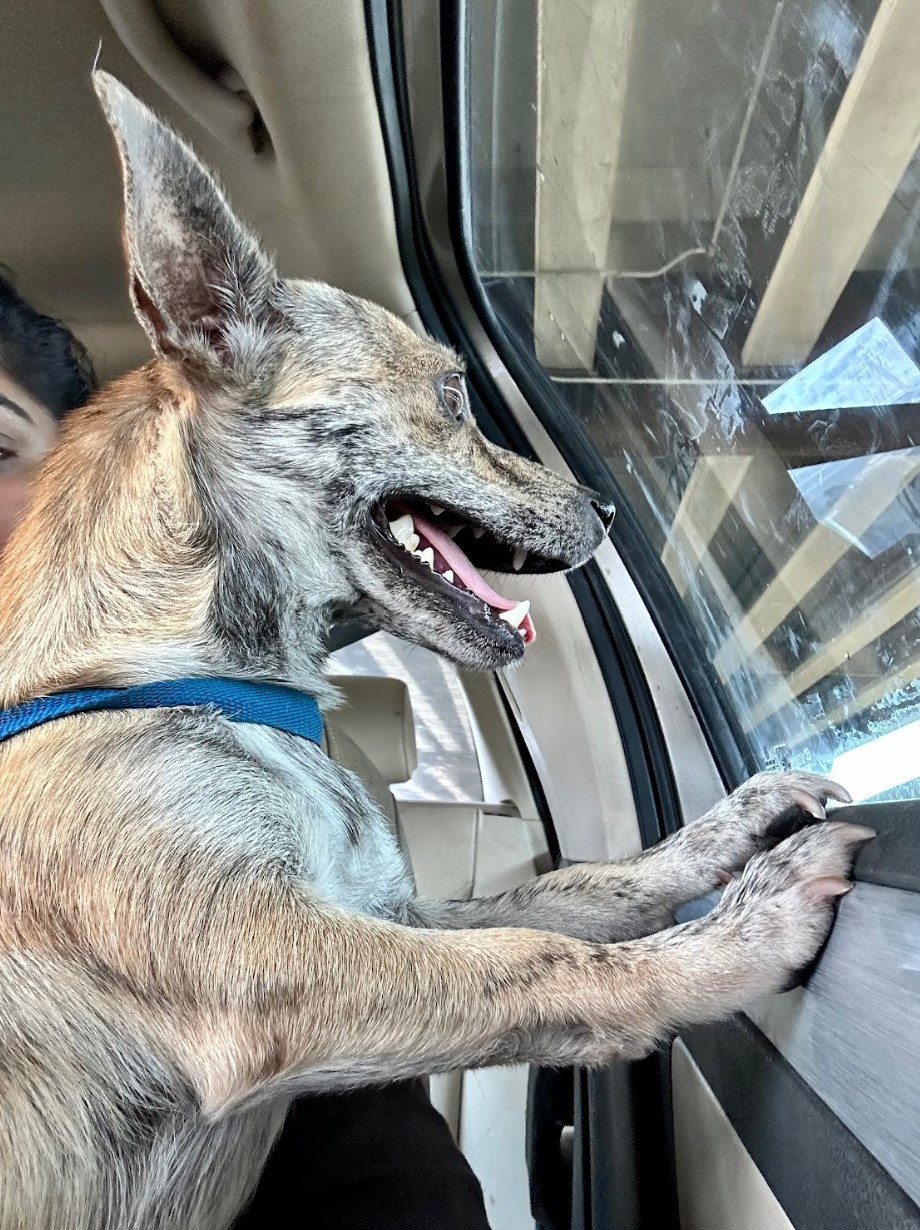 Tony, a Adoptable mixed breed in Houston, TX image 2/14