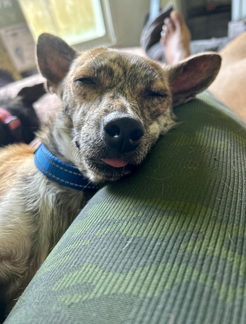 Tony, a Adoptable mixed breed in Houston, TX image 3/14