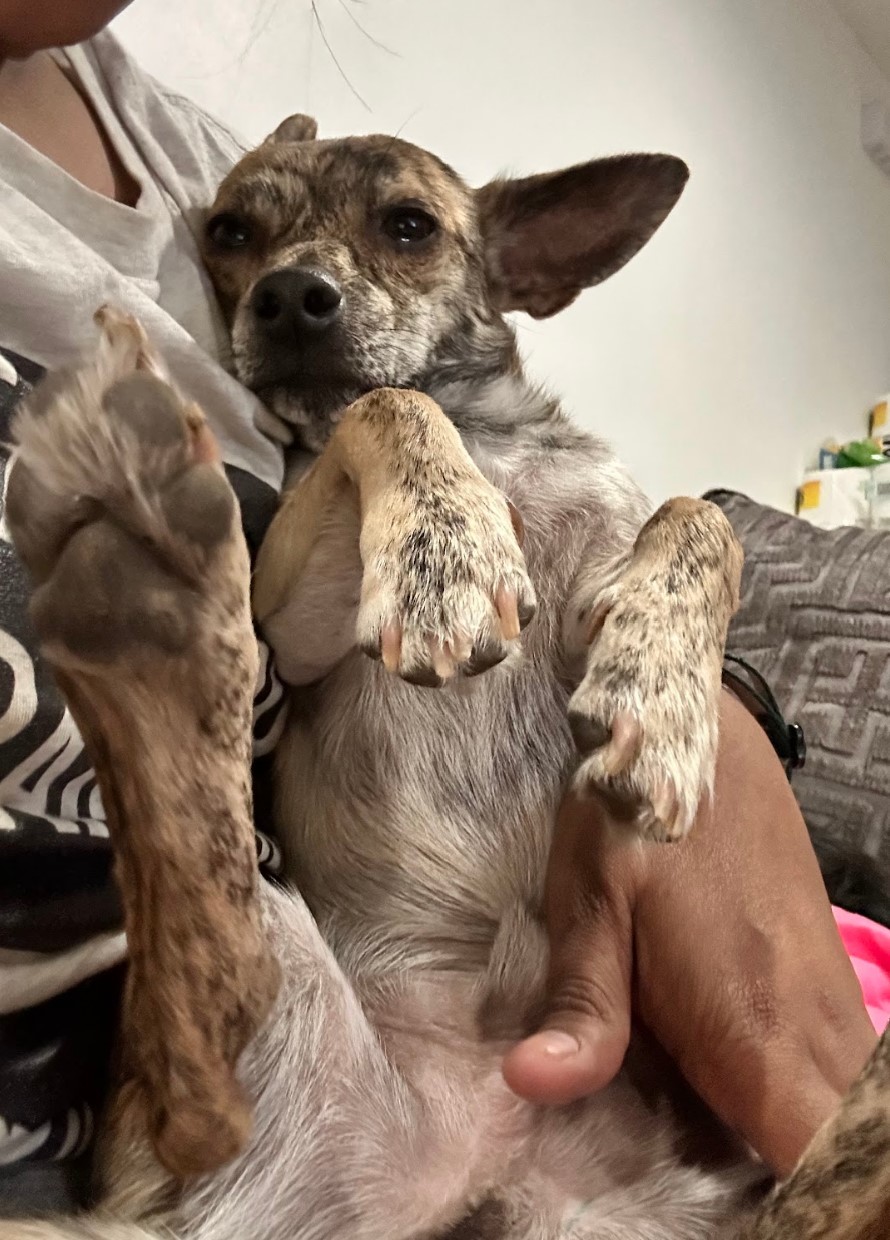 Tony, a Adoptable mixed breed in Houston, TX image 4/14