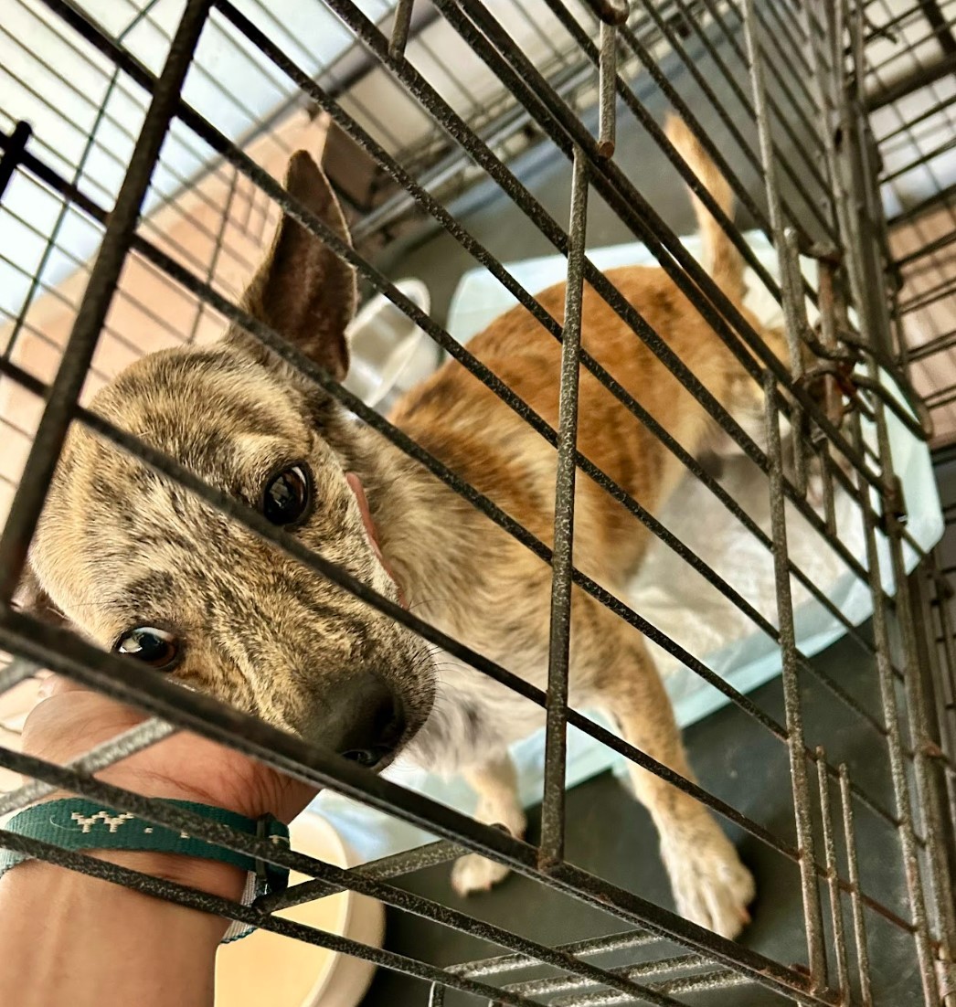 Tony, a Adoptable mixed breed in Houston, TX image 5/14