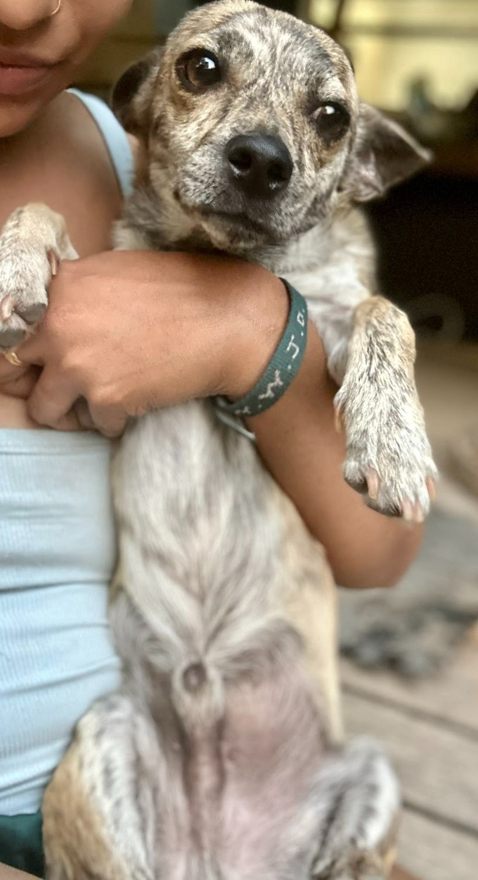 Tony, a Adoptable mixed breed in Houston, TX image 6/14