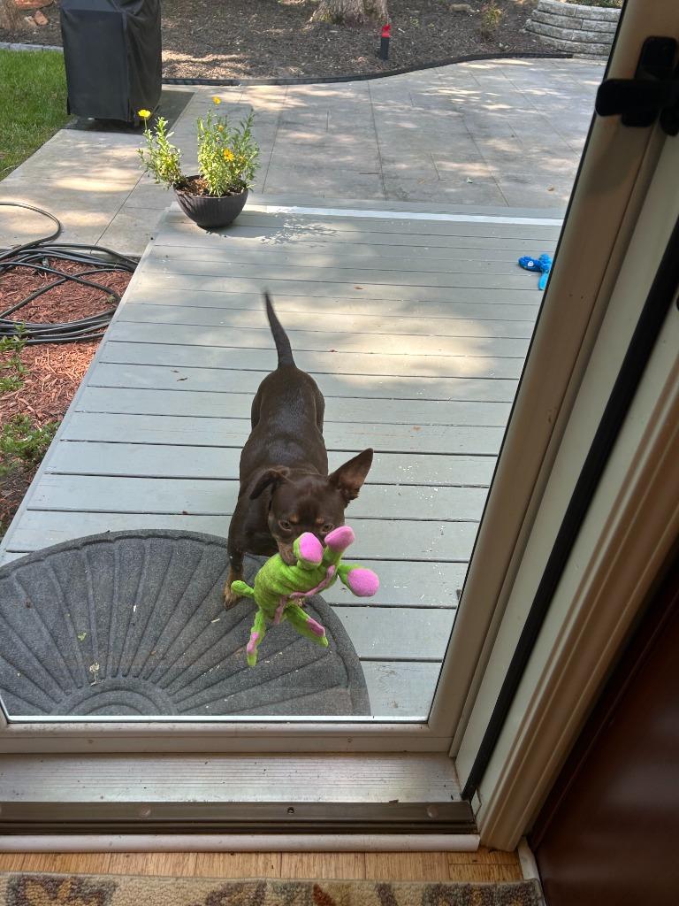Coco, Adopted, Young Female Mixed Breed.