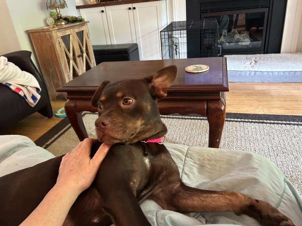 Enlarge Coco, a Adopted mixed breed in Raleigh, NC image 5/6