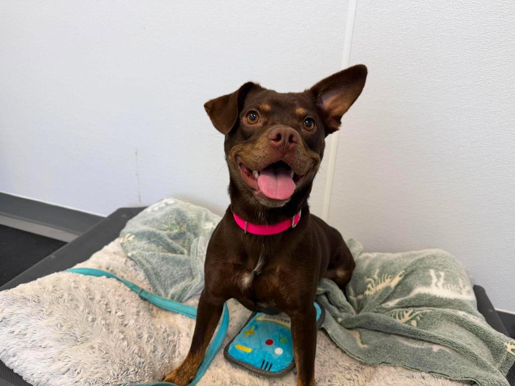 Enlarge Coco, a Adopted mixed breed in Raleigh, NC image 6/6