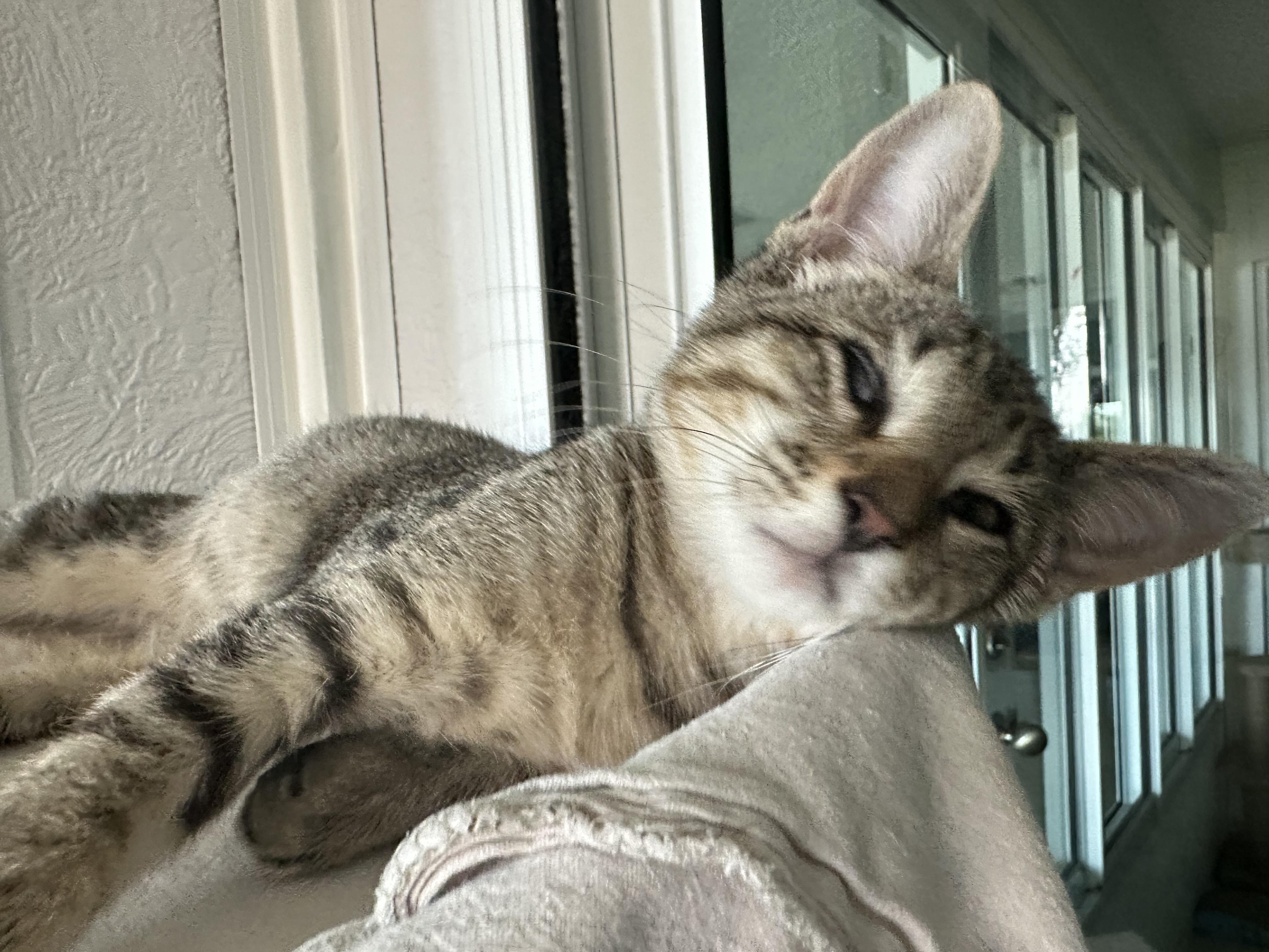 Periwinkle, a ADOPTABLE Domestic Short Hair in New Port Richey, FL image 1/5