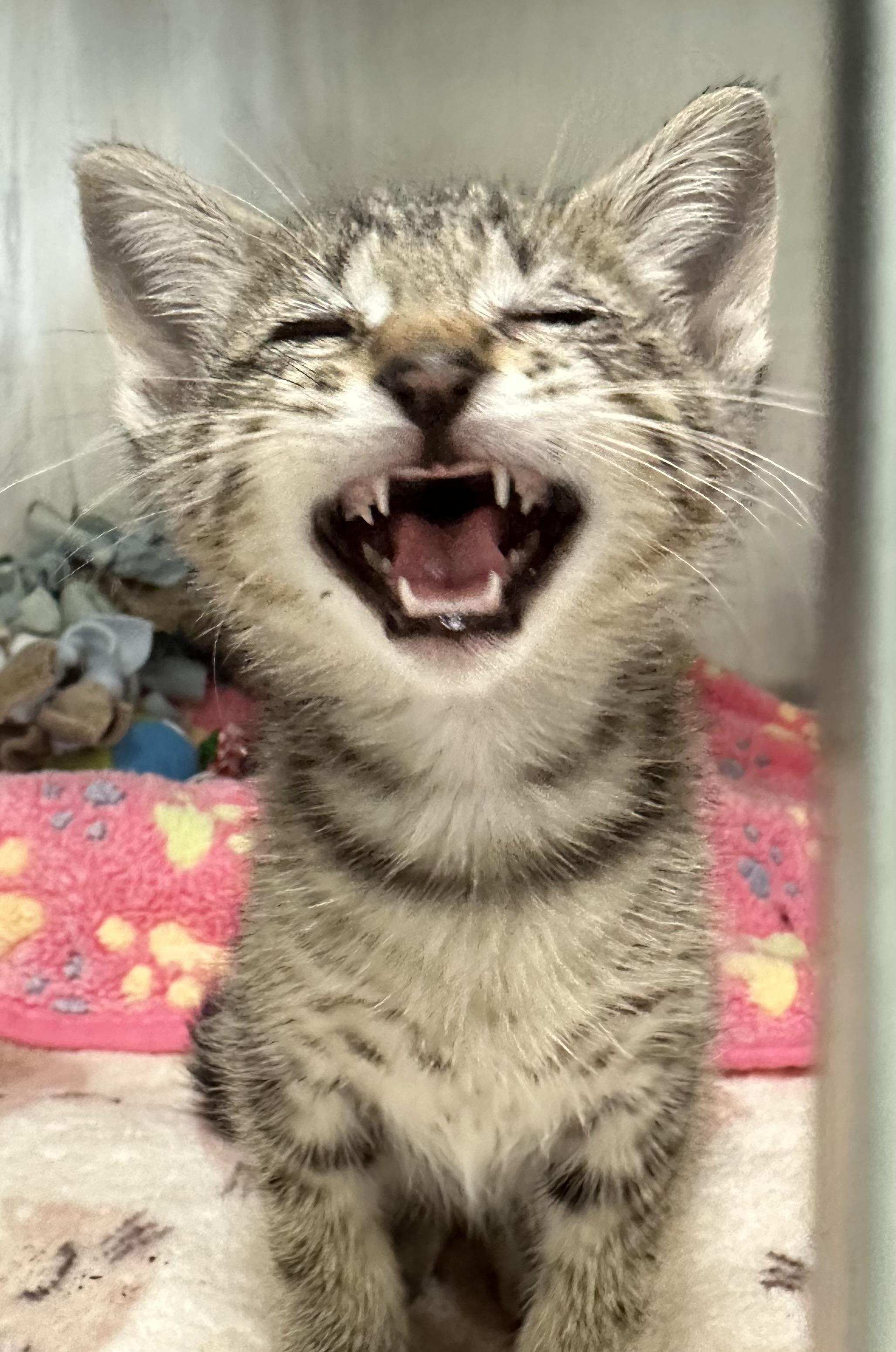 Periwinkle, a ADOPTABLE Domestic Short Hair in New Port Richey, FL image 5/5