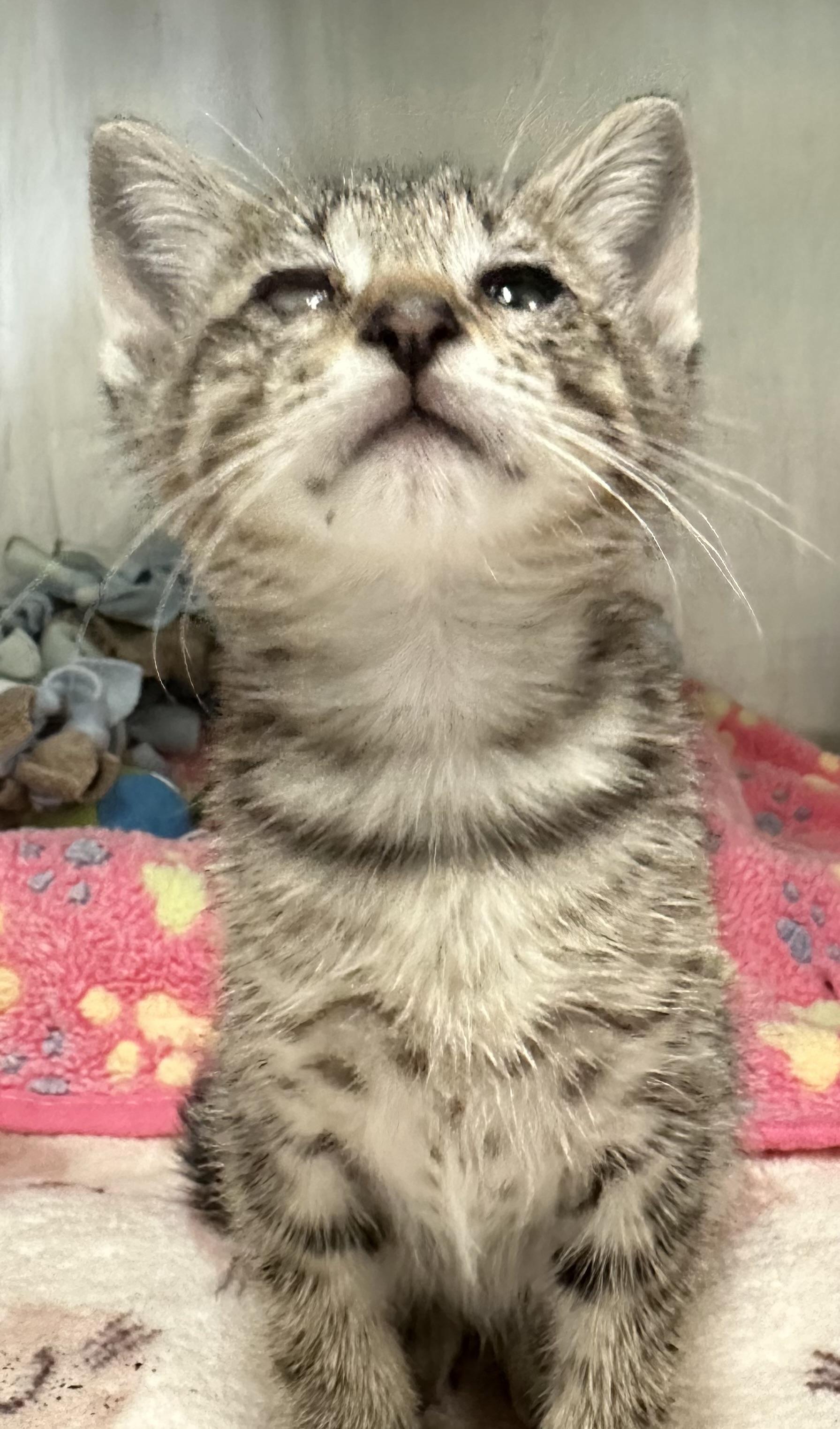 Periwinkle, a ADOPTABLE Domestic Short Hair in New Port Richey, FL image 2/5