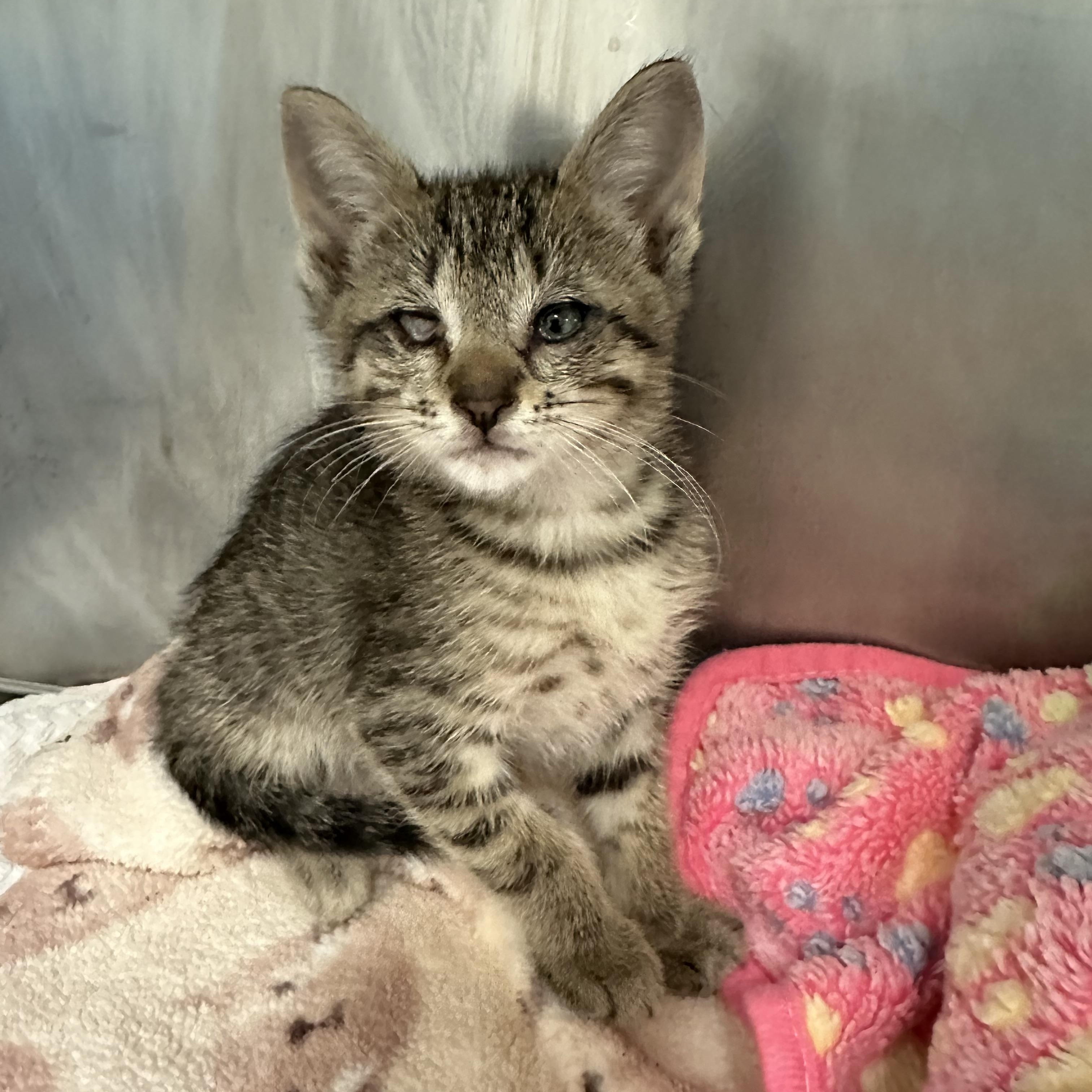 Periwinkle, a ADOPTABLE Domestic Short Hair in New Port Richey, FL image 4/5