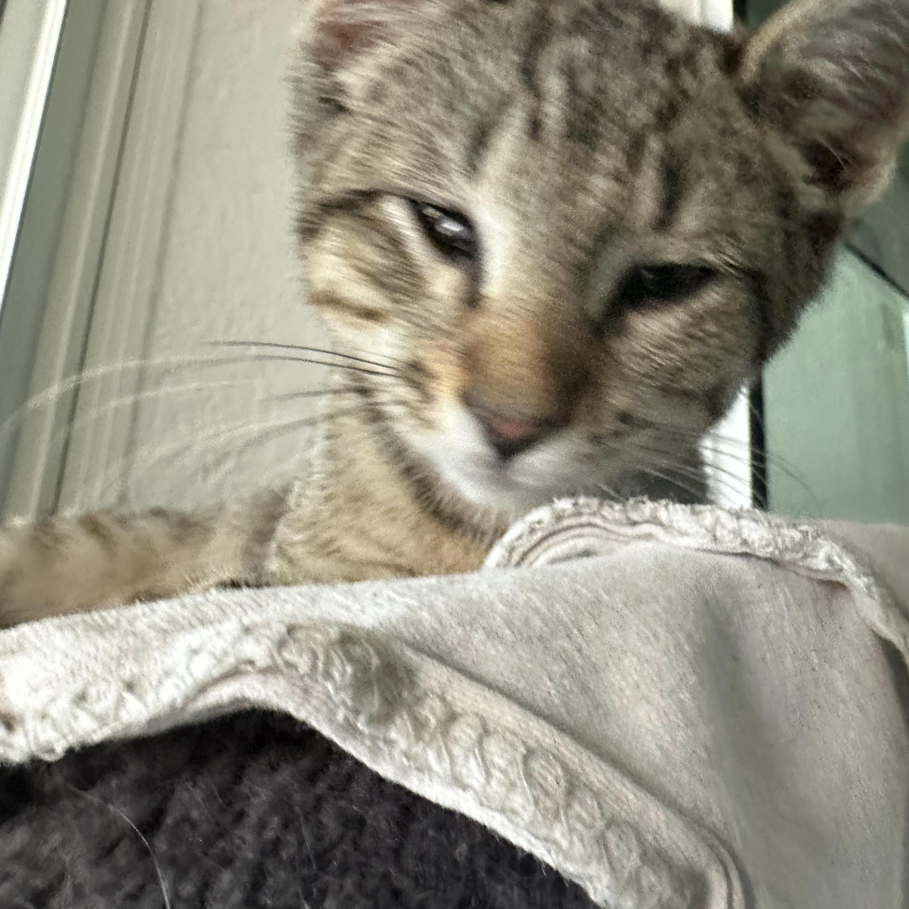 Periwinkle, a ADOPTABLE Domestic Short Hair in New Port Richey, FL image 3/5