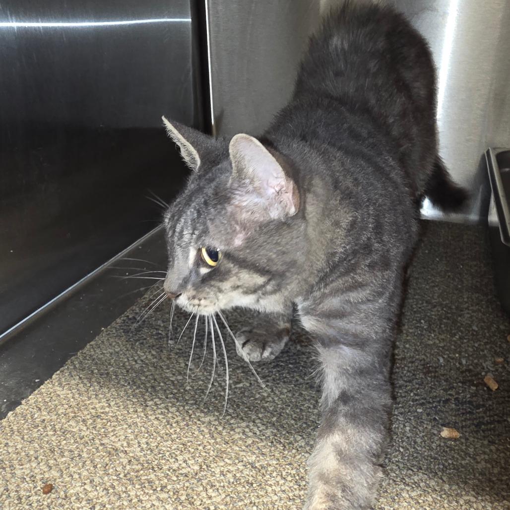 Enlarge Charlotte, a Adoptable Domestic Short Hair in Sand Springs, OK image 1/2