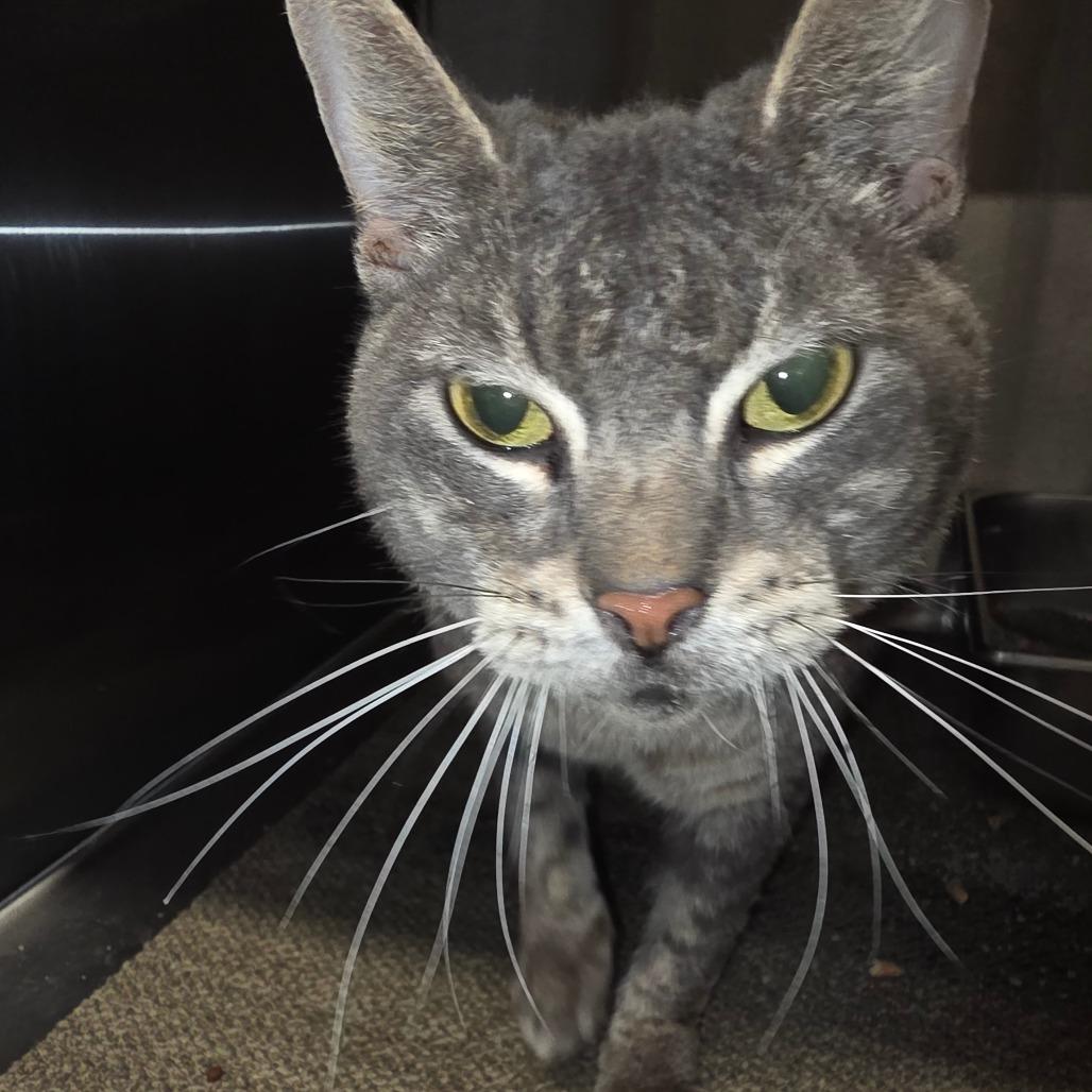 Enlarge Charlotte, a Adoptable Domestic Short Hair in Sand Springs, OK image 2/2