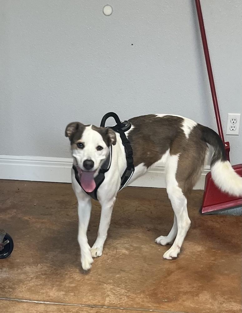 Amiri, a Adoptable mixed breed in Bolivar, MO image 1/6