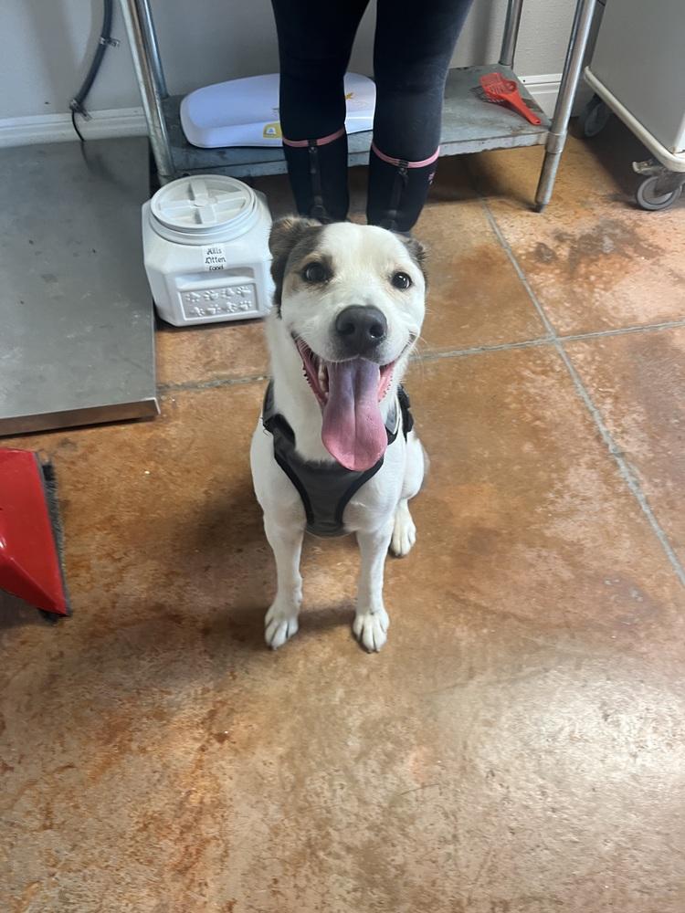 Amiri, a Adoptable mixed breed in Bolivar, MO image 2/6