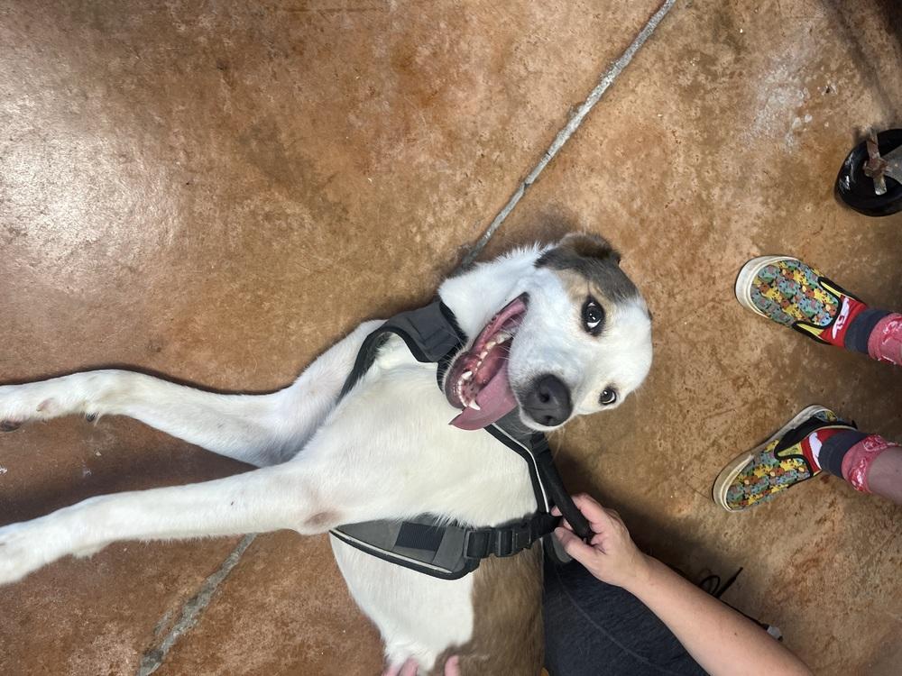 Amiri, a Adoptable mixed breed in Bolivar, MO image 3/6