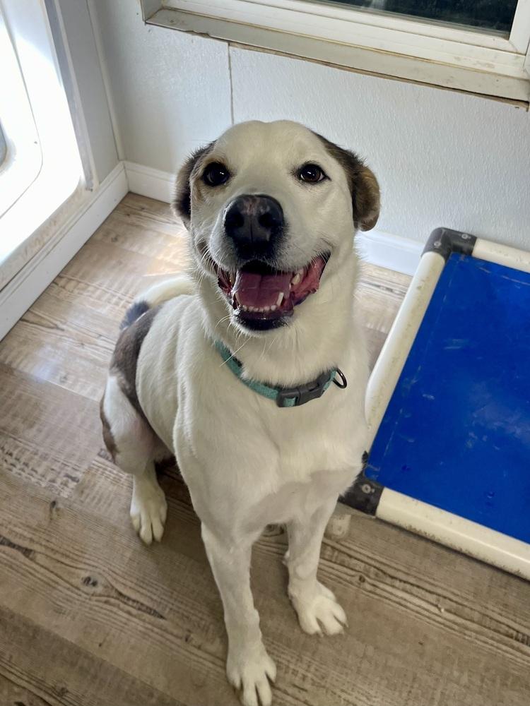 Enlarge Amiri, a Adoptable mixed breed in Bolivar, MO image 3/6