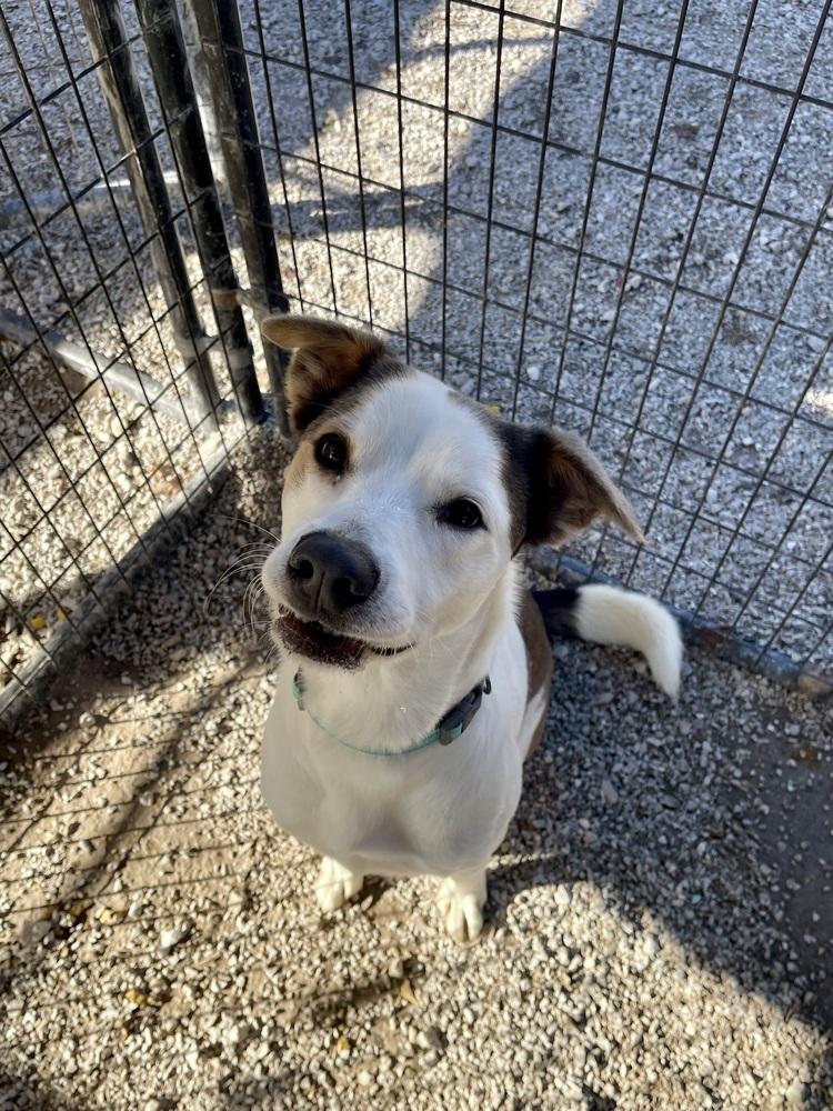Amiri, a Adoptable mixed breed in Bolivar, MO image 4/6