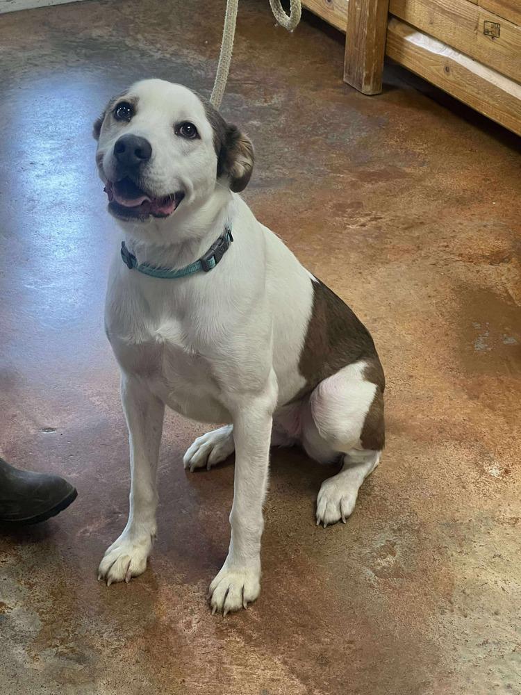 Amiri, a Adoptable mixed breed in Bolivar, MO image 5/6