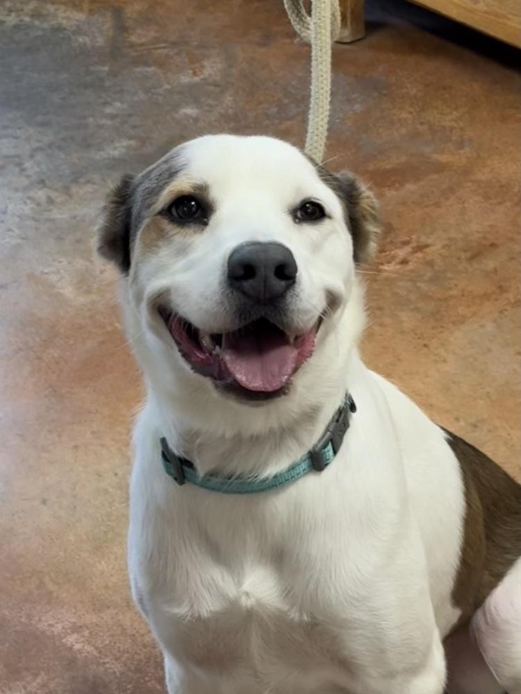 Amiri, a Adoptable mixed breed in Bolivar, MO image 6/6