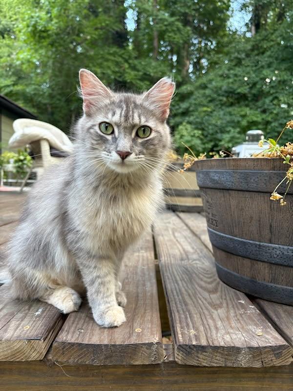 Isabelle, Young Female Domestic Medium Hair