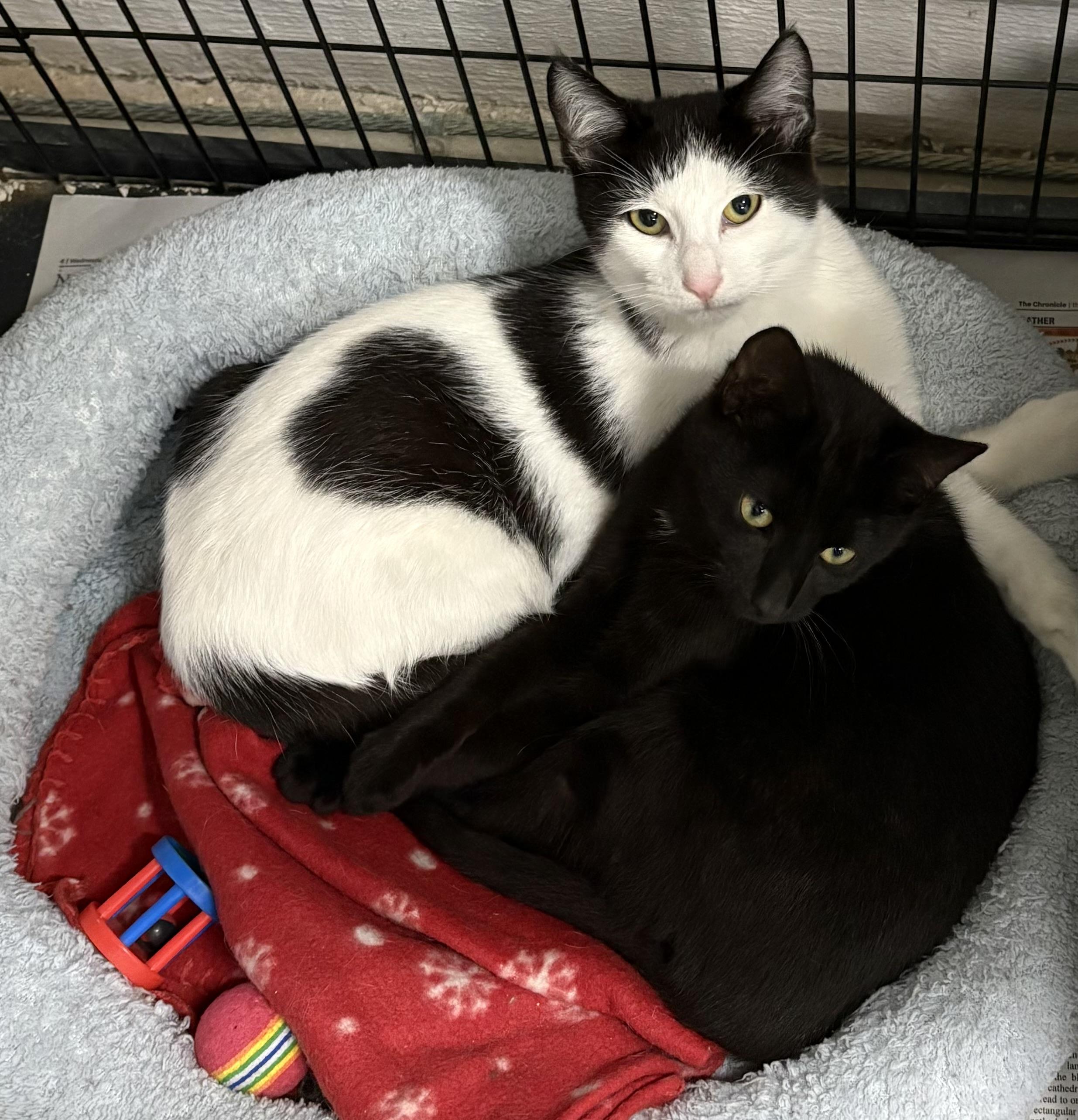 Nemo, a ADOPTABLE Domestic Short Hair in Mansfield, CT image 3/3