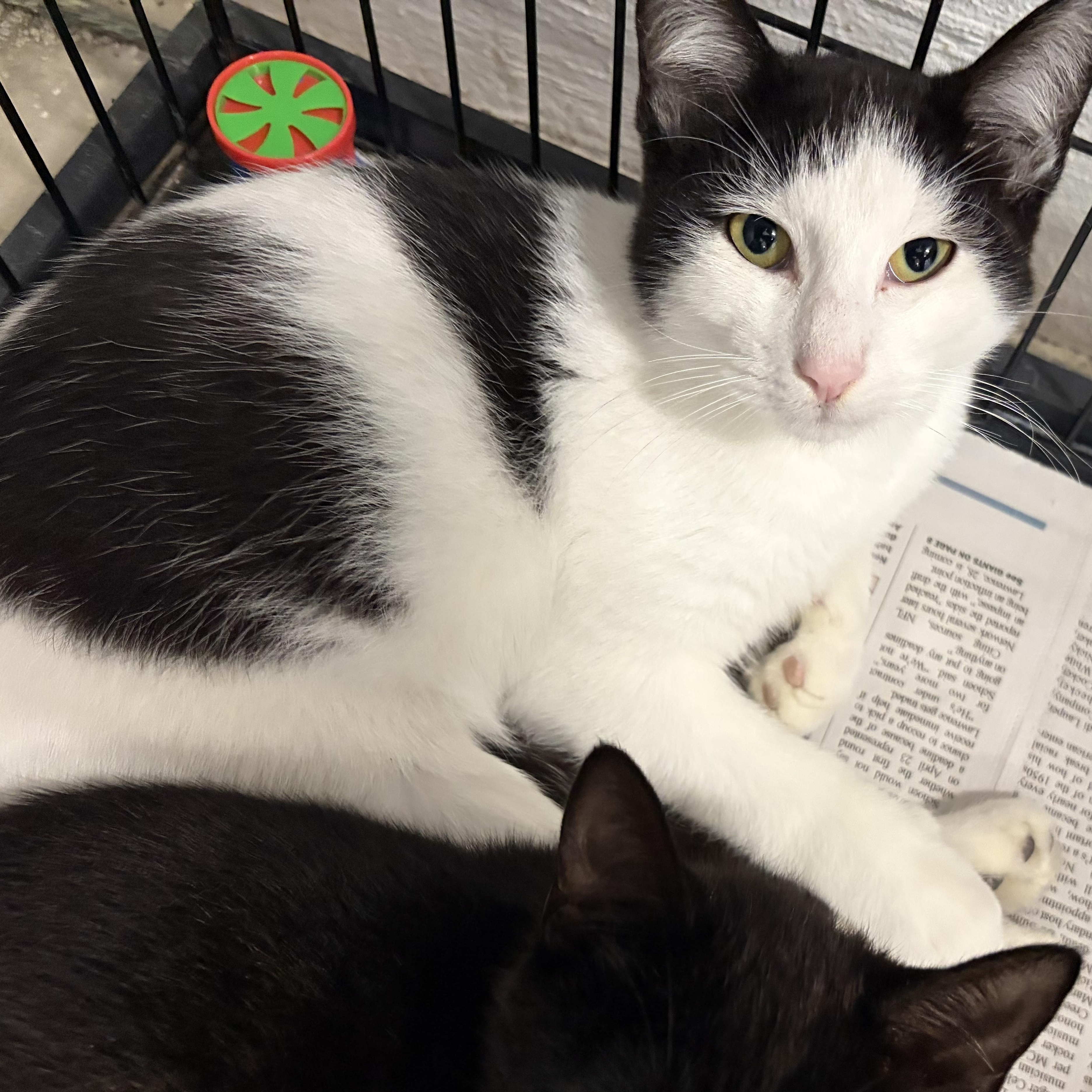 Nemo, a ADOPTABLE Domestic Short Hair in Mansfield, CT image 1/3