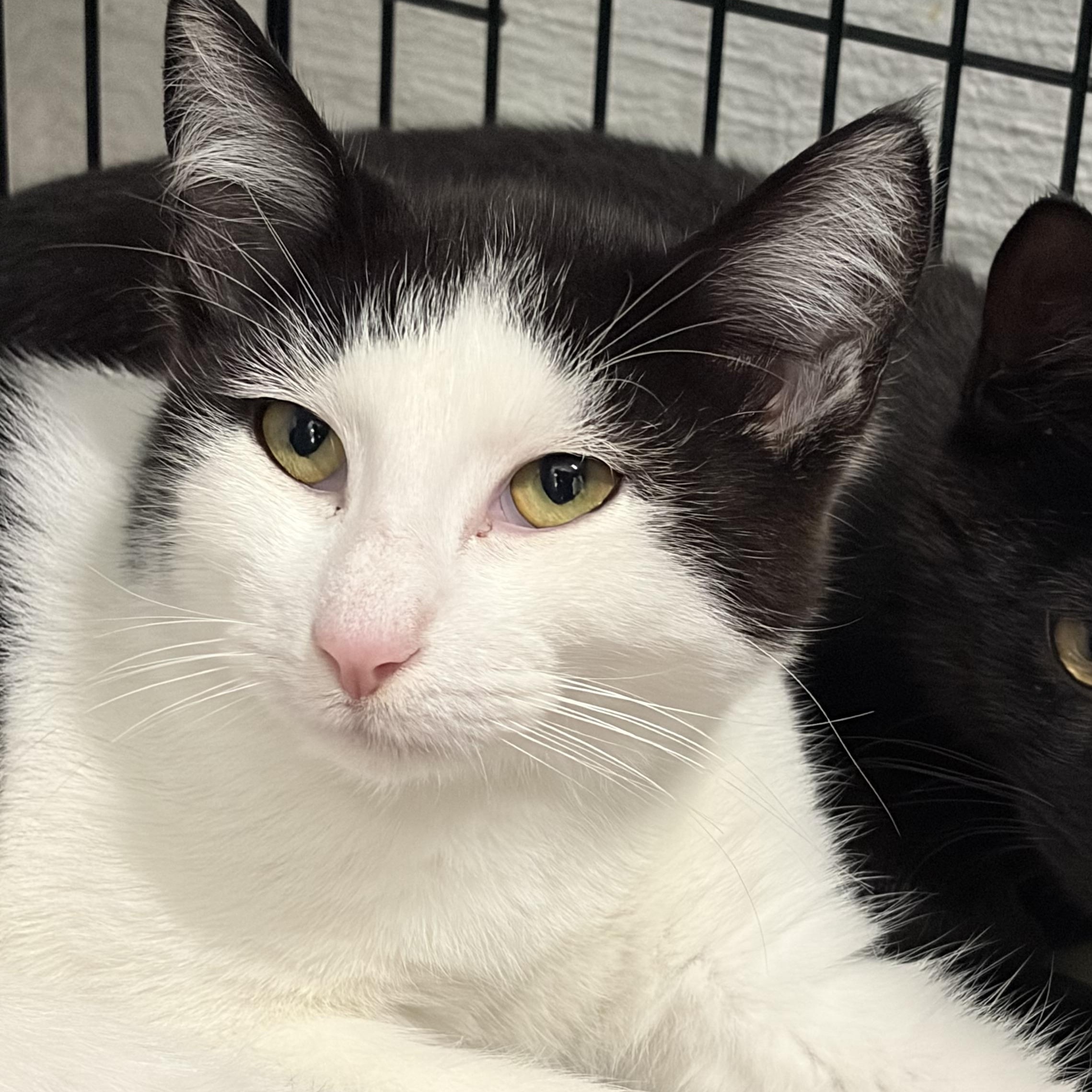 Nemo, a ADOPTABLE Domestic Short Hair in Mansfield, CT image 2/3