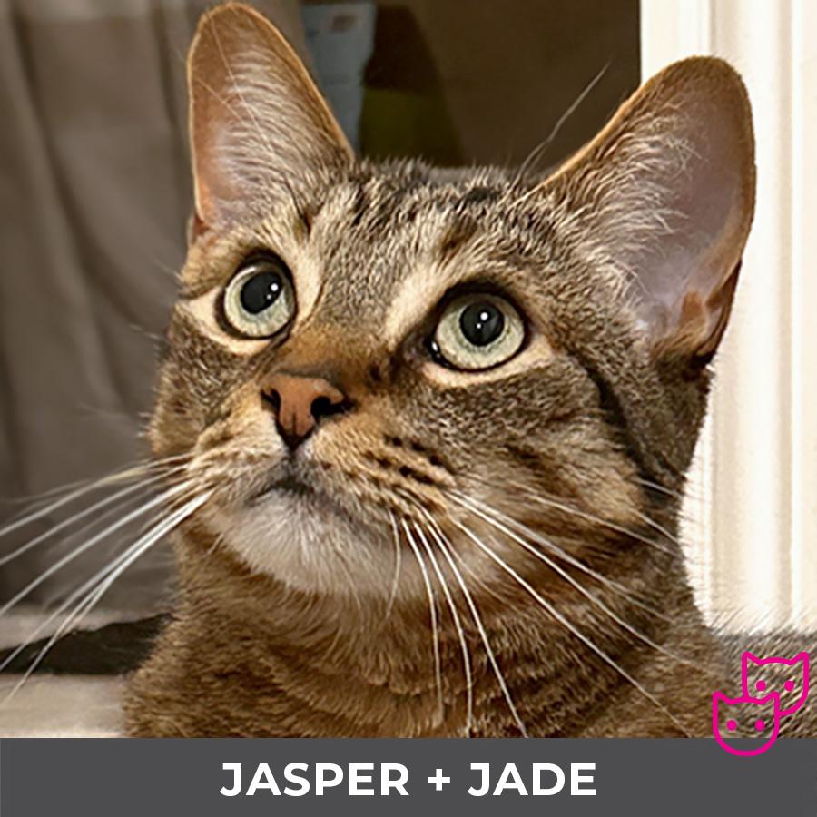 Enlarge Jasper (bonded with Jade), a ADOPTABLE Domestic Short Hair in Etobicoke, ON image 1/5