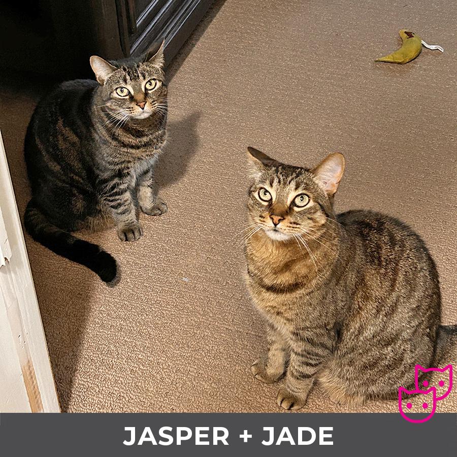 Enlarge Jasper (bonded with Jade), a ADOPTABLE Domestic Short Hair in Etobicoke, ON image 5/5